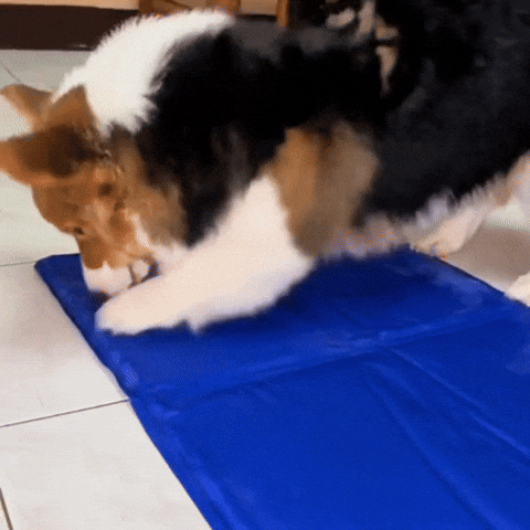 Pet Cool Mat 🐾 ¡Tu mascota merece frescura total este verano! 🧊☀️